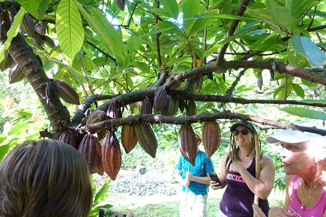 Princeville Botanical Gardens Tour and Chocolate Tasting Ticket - Anini Creek Valley: Rare Plants and Sustainable Cultivation in Motion
