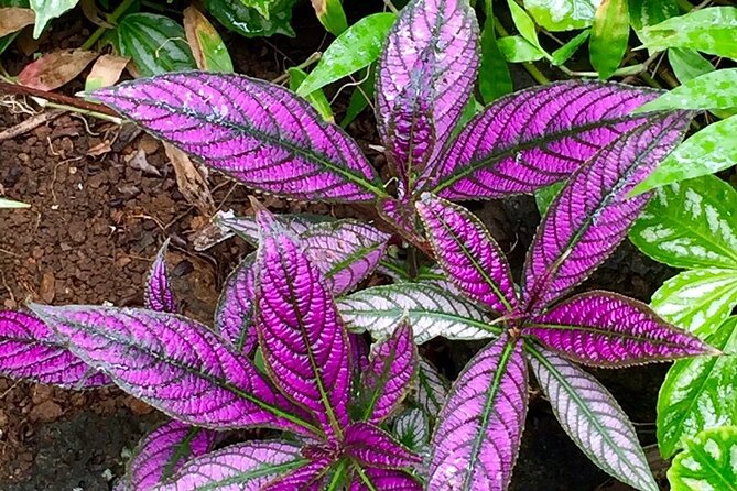 Princeville Botanical Gardens Tour and Chocolate Tasting Ticket - Guides Matter: From Troy to Lauren to Zoe