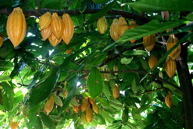 Princeville Botanical Gardens Tour and Chocolate Tasting Ticket - The Walk: Steps, Loose Gravel, Rain, and How to Prepare
