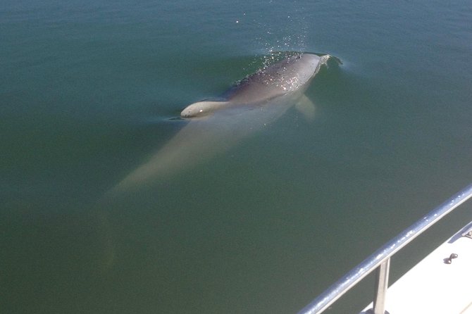 Private Dolphin Watch, Lighthouse and Ecological Boat Tours - Key things to know before you go