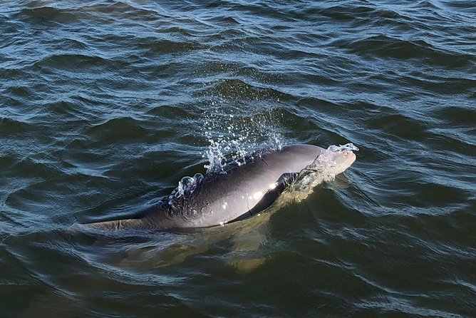 Private Dolphin Watch, Lighthouse and Ecological Boat Tours - The short, satisfying format: about 2 hours on the water
