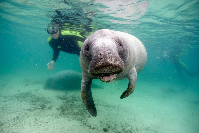 Private Manatee Swim for up to 6 with In-Water Divemaster/Photographer - Key highlights you will actually care about