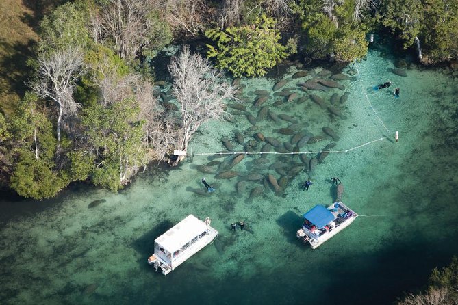 Private Manatee Swim for up to 6 with In-Water Divemaster/Photographer - Crystal River Kings Bay, and why passive observation is the magic