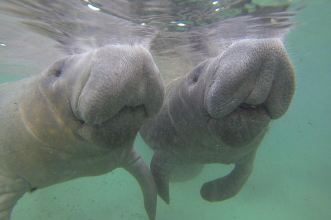 Private Manatee Swim for up to 6 with In-Water Divemaster/Photographer - Photos and video you can buy later, plus how to get the most from the moment