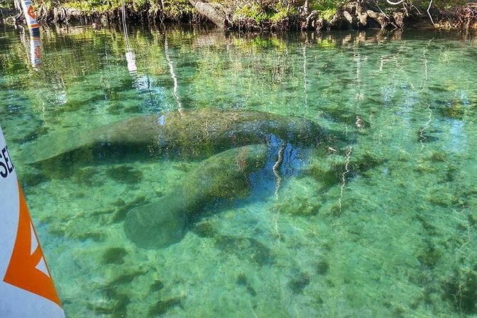 Private Manatee Swim for up to 6 with In-Water Divemaster/Photographer - Who this private manatee swim suits best