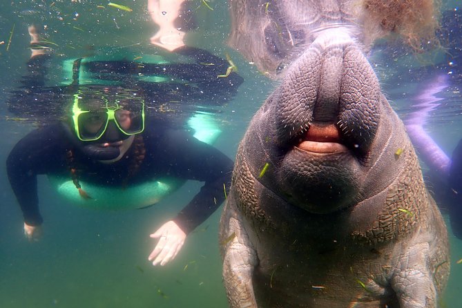 Private 'OG' Manatee Snorkel Tour with Guide for up to 10 people - Key things to know before you go