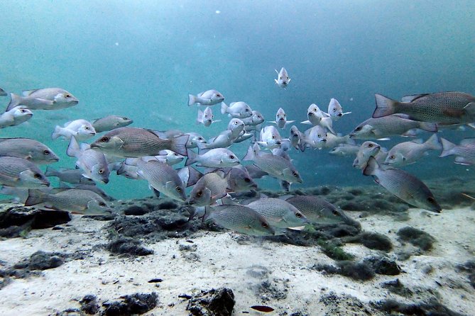 Private 'OG' Manatee Snorkel Tour with Guide for up to 10 people - What happens during your manatee swim: time in, time out, and how attention gets shared