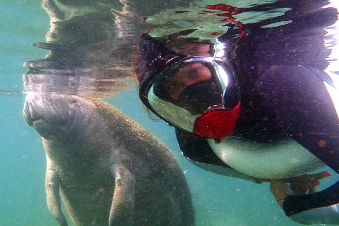 Private 'OG' Manatee Snorkel Tour with Guide for up to 10 people - Season and visibility: when you will likely see more manatees