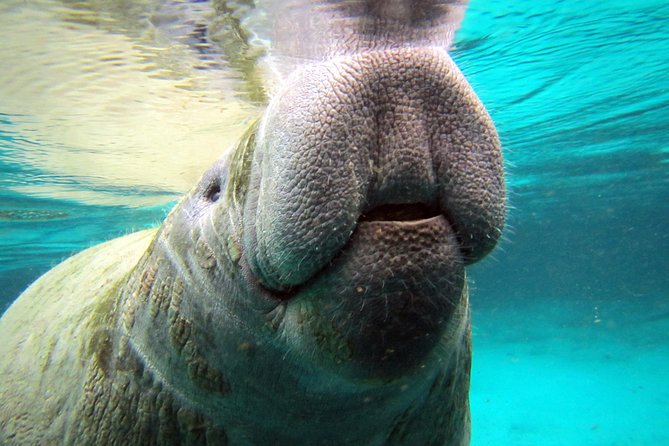 Private 'OG' Manatee Snorkel Tour with Guide for up to 10 people - Snorkeling gear and the practical reality of Florida water