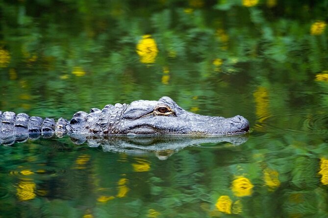 Private Tour: Florida Everglades Airboat Ride and Wildlife Adventure - Key highlights you should care about