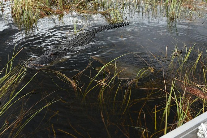 Private Tour: Florida Everglades Airboat Ride and Wildlife Adventure - Best timing, weather, and what to do with a flexible day