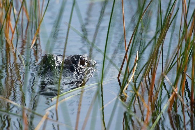 Private Tour: Florida Everglades Airboat Ride and Wildlife Adventure - The private airboat ride: speed, safety, and wildlife odds