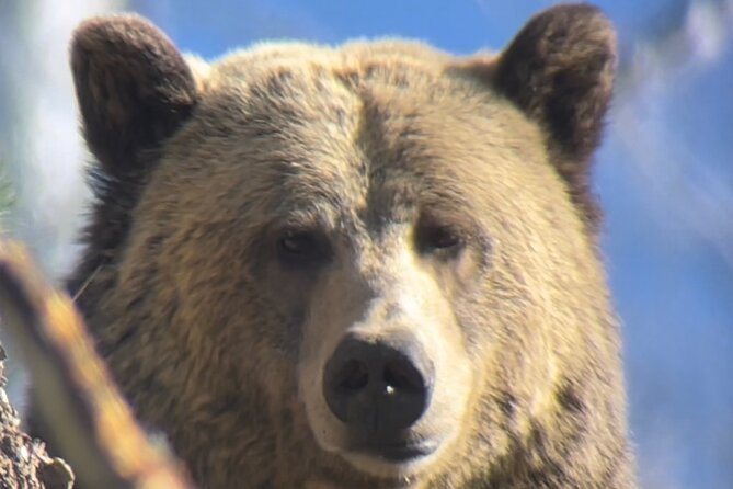 Private Yellowstone Tour: ICONIC Sites, Wildlife, Family Friendly Hikes + lunch - Lunch by Yellowstone Lake, and why the food timing works
