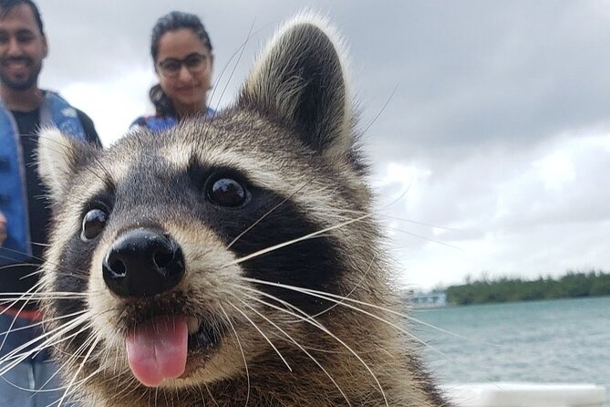 Raccoon Island: Exploration on SUP/Kayak - Key highlights worth planning for