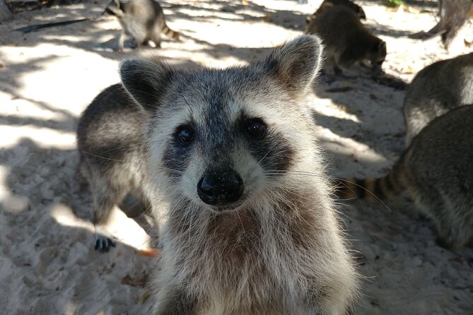 Raccoon Island: Exploration on SUP/Kayak - Mangroves and island waters before Sandspur Island