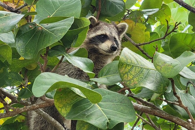 Raccoon Island: Exploration on SUP/Kayak - Raccoon Island, aka Sandspur: feeding time and the swim break