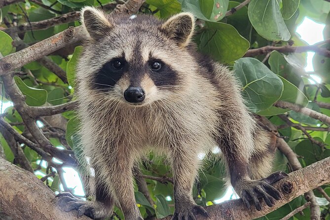 Raccoon Island: Exploration on SUP/Kayak - Kayak vs SUP on Biscayne Bay: which one fits you?