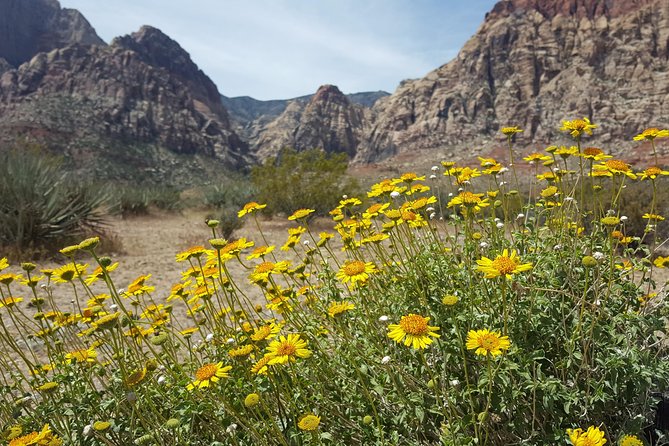 Red Rock Canyon eBike Half-Day Tour - What the 17-mile route feels like on the day