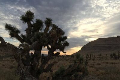 Red Rock Canyon Sunset Horseback Ride and Barbeque Dinner