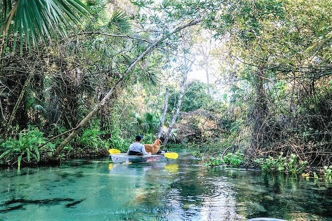 Rock Springs 2-Hour Glass Bottom Guided Kayak Eco Tour - The 2 to 2.5 Hour Flow: Upstream Work, Shaded Calm, and Time for Wildlife