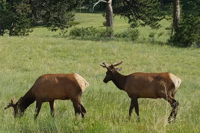 Rocky Mountain National Park in Summer Tour from Denver - Horseshoe Park Picnic: When Lunch Becomes Part of the Scenery