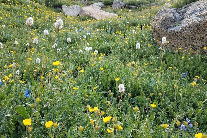Rocky Mountain National Park in Summer Tour from Denver - Trail Ridge Road: Continental Divide Views Without the Planning Headache