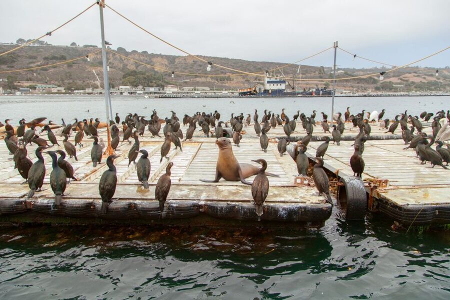 San Diego: SEAL City Tour by Amphibious Bus - Key Points I Think You Should Know