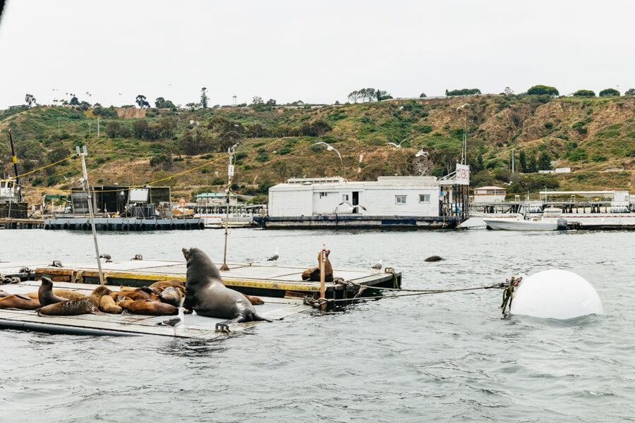 San Diego: SEAL City Tour by Amphibious Bus - Guides, Captains, and Why the Commentary Changes Everything