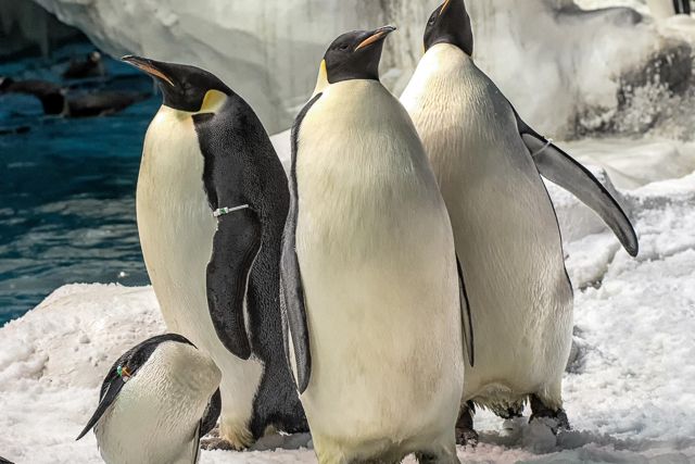 San Diego: SeaWorld Skip-the-Line Park Admission Ticket - Key things I’d plan around at SeaWorld San Diego