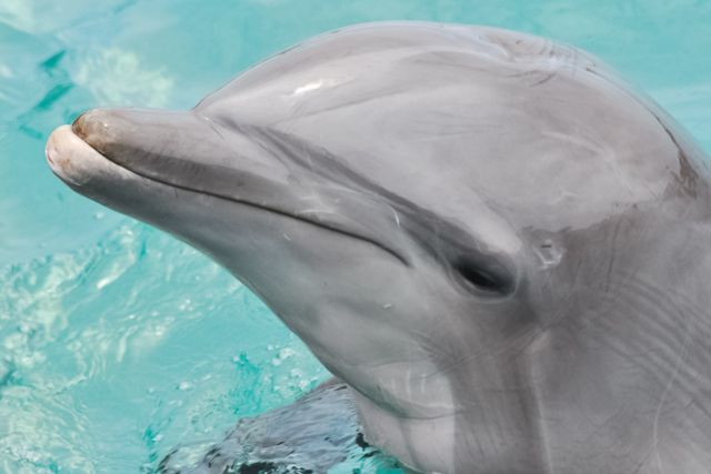 San Diego: SeaWorld Skip-the-Line Park Admission Ticket - Beluga, Dolphins, Sharks, and More: The Wow Factor Parts