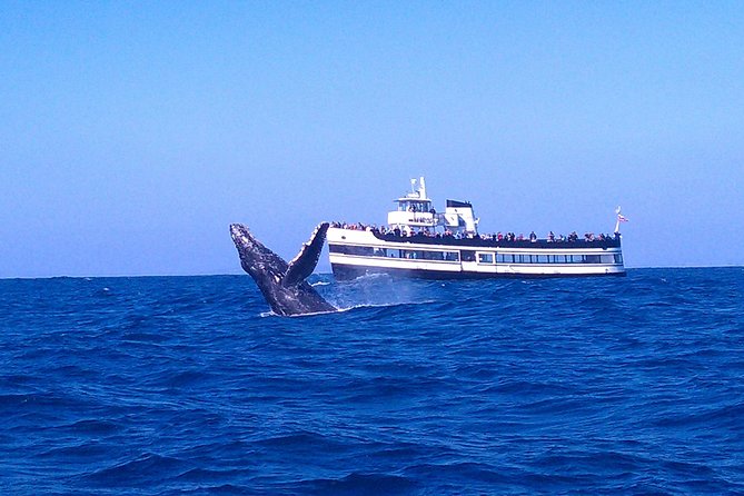 San Diego Whale Watching Cruise - Key highlights worth knowing before you go