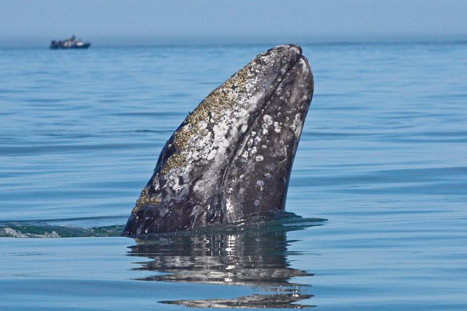 San Diego Whale Watching Cruise - The 4.5-hour sailing plan, with Old Point Loma as your first big landmark