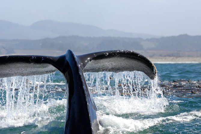 San Diego Whale Watching Cruise - How the crew experience raises the bar, from narration to whale videos