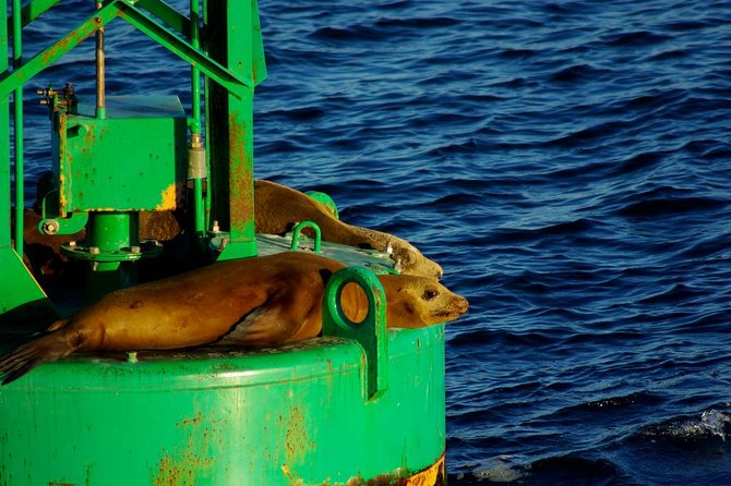 San Diego Whale Watching Cruise - Snacks, drinks, and what to bring so you get the best day on the water