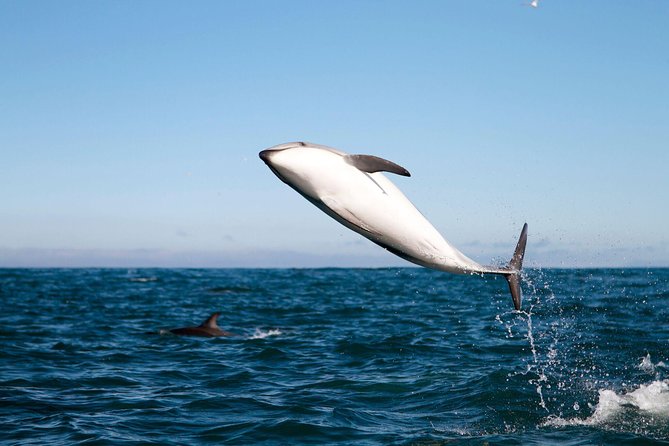 San Diego Whale Watching Cruise - Price and value: does $85 feel fair for a 4.5-hour sailing cruise?