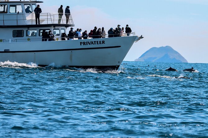 San Diego Whale Watching & Dolphin Cruise - Mission Bay to Open Pacific Fast, Then Hunt the Wildlife