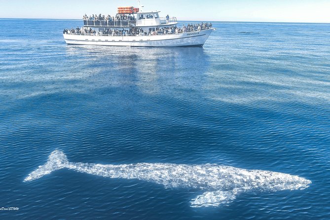 San Diego Whale Watching & Dolphin Cruise - The Onboard Team: Live Commentary That Helps You See More