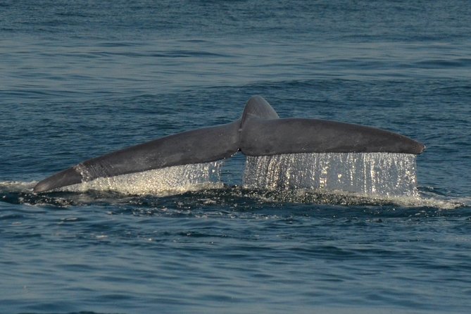 San Diego Whale Watching & Dolphin Cruise - Boat Comfort, Seats, and Why “Not a Bad Seat” Matters