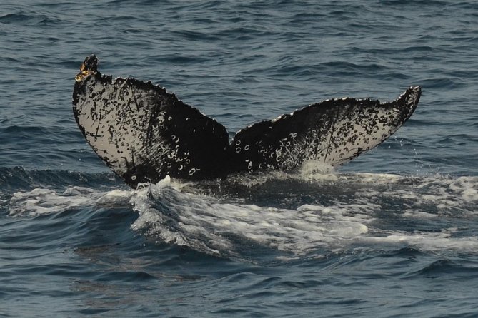 San Diego Whale Watching & Dolphin Cruise - Price and Value: Is $71 Worth It for 2-3 Hours?
