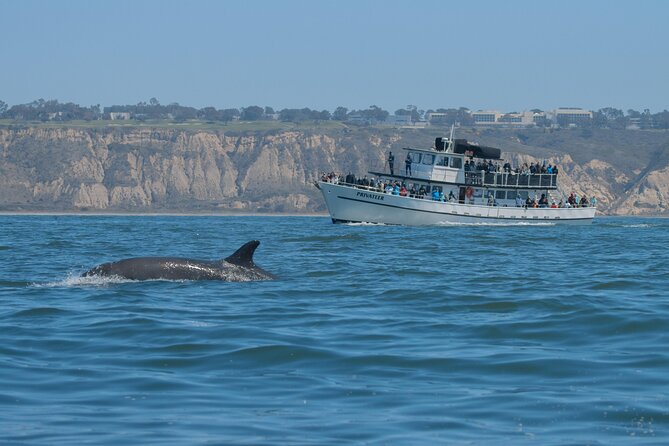 San Diego Whale Watching & Dolphin Cruise - When You See Whales, the Trip Hits Different
