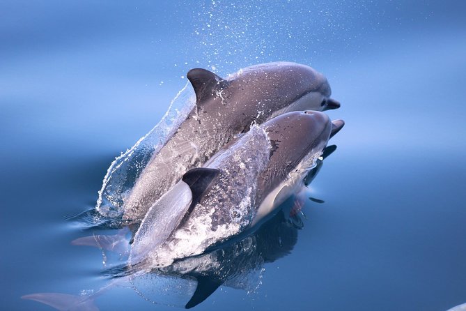 San Diego Whale Watching & Dolphin Cruise - Coastline Views Built Into the Route, Not Just Time on Water