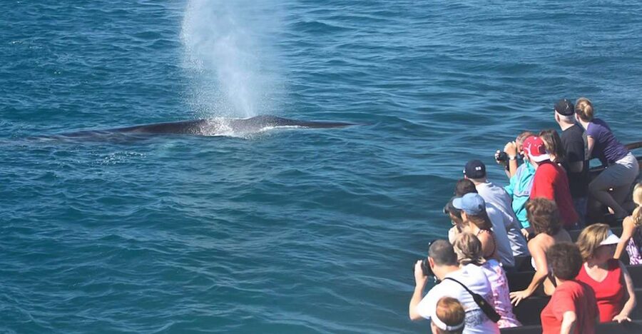 San Diego: Whale Watching Tour - Flagship Cruises & Events - Key things to know before you book