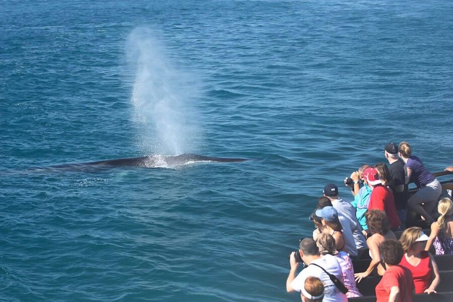 San Diego: Whale Watching Tour - Flagship Cruises & Events - Step aboard the two-story yacht with real whale-watching sightlines