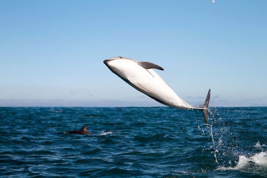 San Diego: Whale Watching Tour - Flagship Cruises & Events - The whale search: how the distance changes your odds