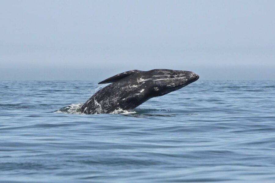 San Diego: Whale Watching Tour - Flagship Cruises & Events - Choppy water reality check, and how to plan around it