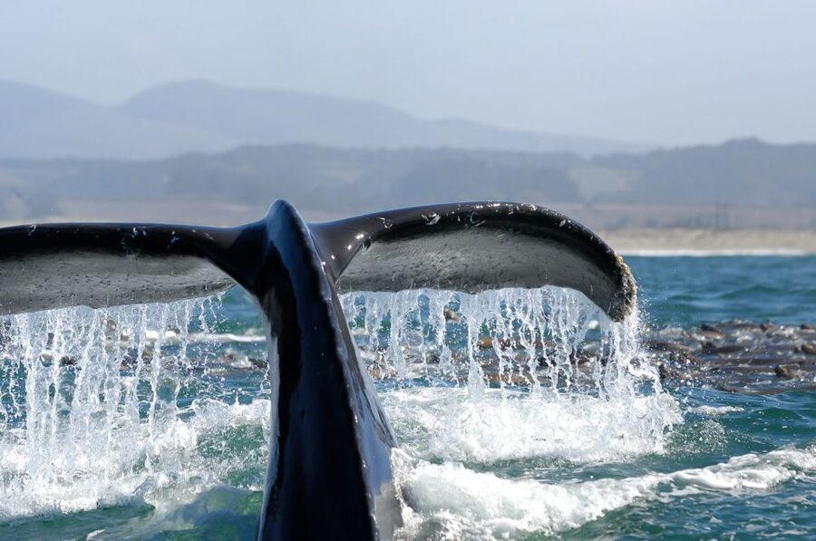 San Diego: Whale Watching Tour - Flagship Cruises & Events - Should you book Flagship Cruises and Events for San Diego whale watching?