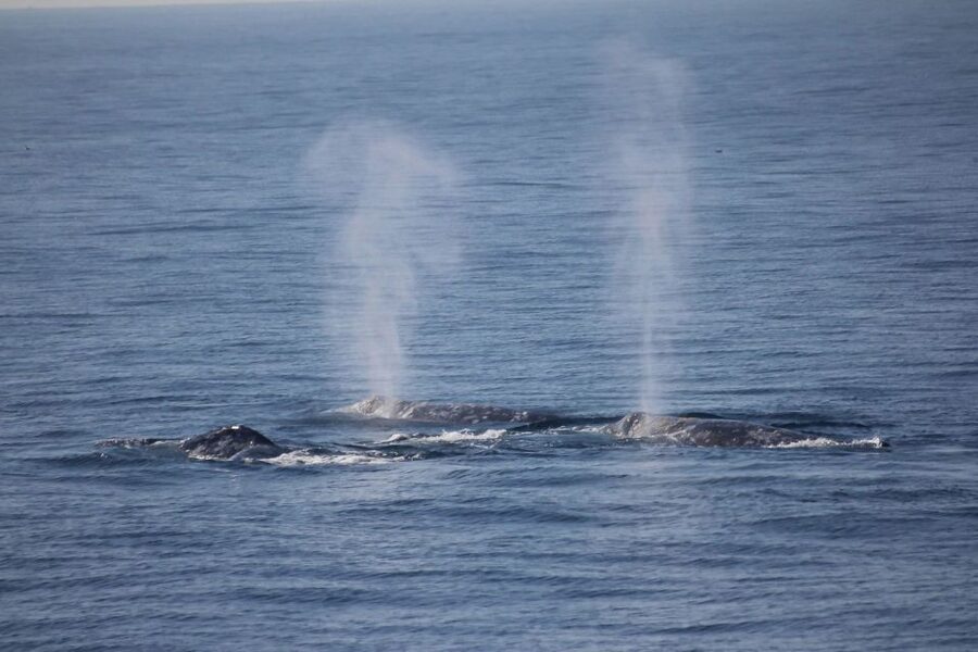 San Diego: Whale Watching Tour - Flagship Cruises & Events - San Diego Bay views, plus the wildlife you can actually spot