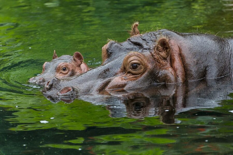 San Diego Zoo: 1-Day Admission Ticket - Key things to know before you go