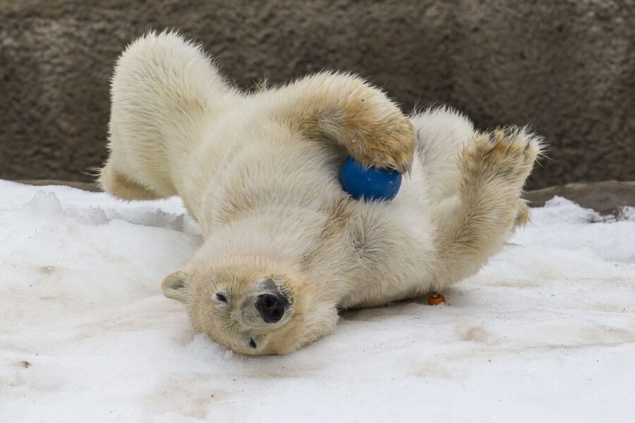 San Diego Zoo: 1-Day Admission Ticket - Sea lion show and other “pause points” for your attention span