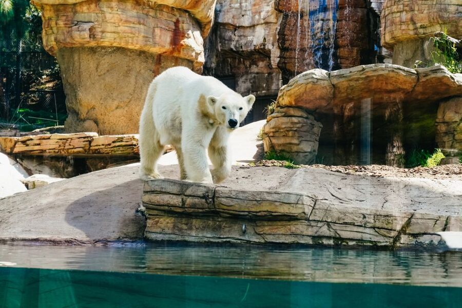 San Diego Zoo: 1-Day Admission Ticket - San Diego Zoo in one day, what this ticket really gives you
